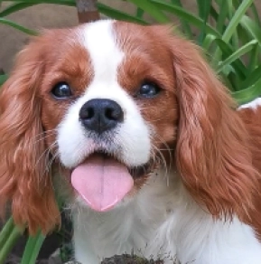Perros Cavalier King Charles en venta