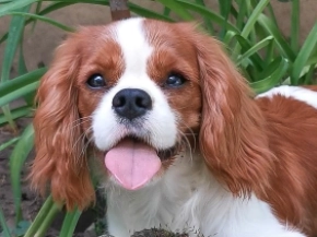 Cavalier King Charles Spaniel Welpe kaufen