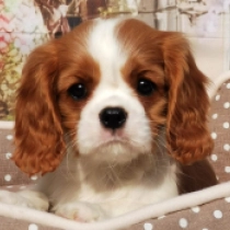 Perros Cavalier King Charles en venta