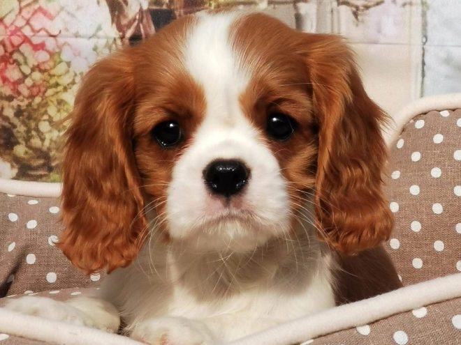 Perros Cavalier King Charles en venta