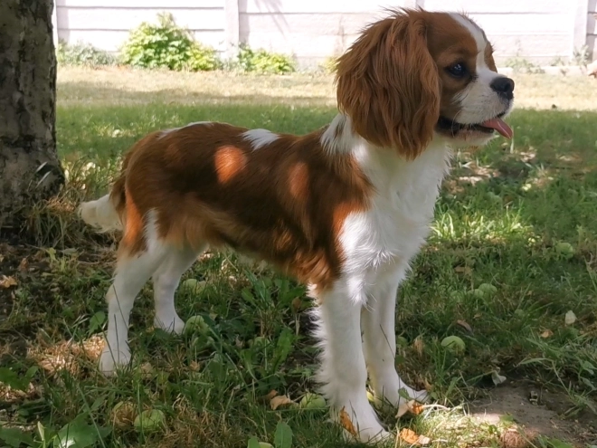 Cavalier King Charles Spaniel Welpe kaufen