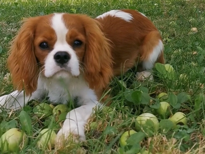 Cavalier King Charles Spaniel Welpe kaufen