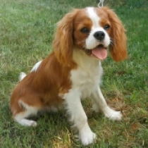 Dalton, blenheim Cavalier King Charles Spaniel Welpen kaufen