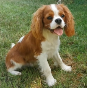 Dalton, blenheim Cavalier King Charles Spaniel Welpen kaufen