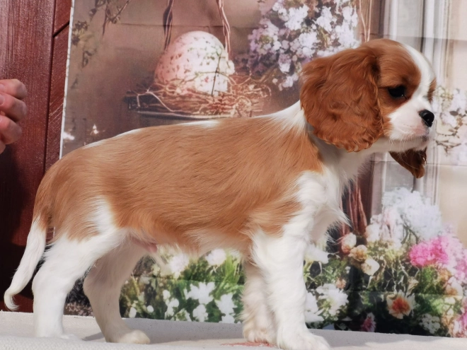 Perros Cavalier King Charles en venta