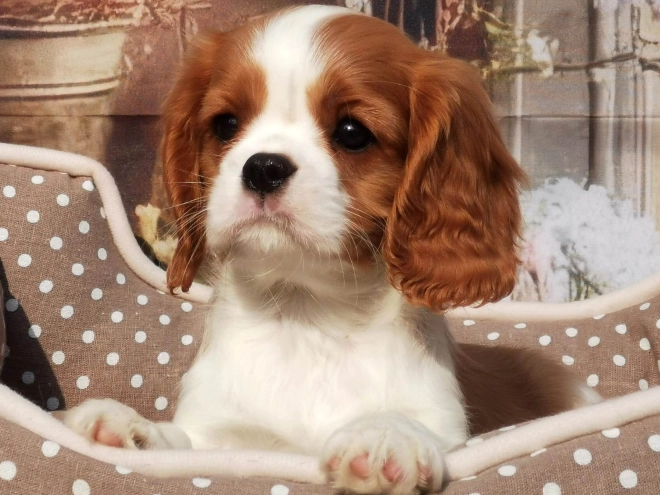 Perros Cavalier King Charles en venta