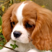 Cavalier King Charles Spaniel puppy for sale