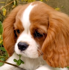 Cavalier King Charles Spaniel Welpe zu verkaufen