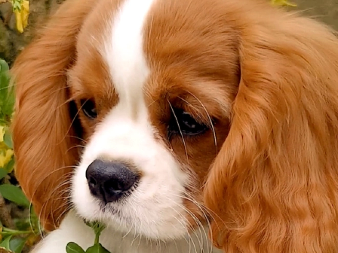 Cavalier King Charles Spaniel puppy for sale
