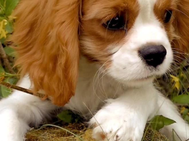 Cavalier King Charles Spaniel puppy for sale
