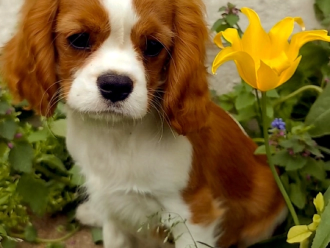 Cavalier King Charles Spaniel puppy for sale