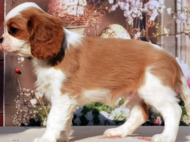 Cavalier King Charles Spaniel puppy for sale