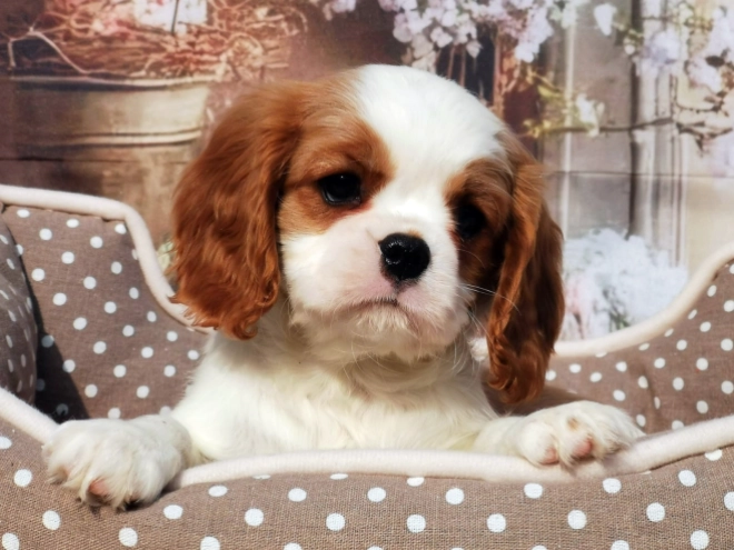 Cavalier King Charles Spaniel puppy for sale