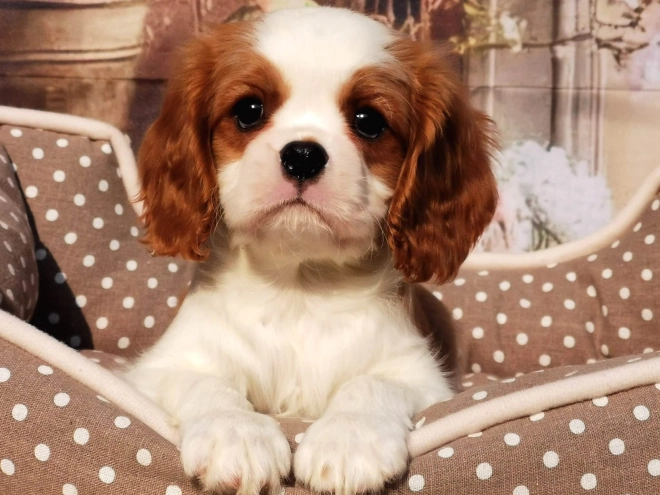 Cavalier King Charles Spaniel puppy for sale