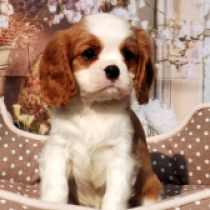 Perros Cavalier King Charles en venta