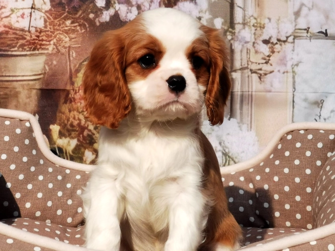 Cavalier King Charles Spaniel puppy for sale