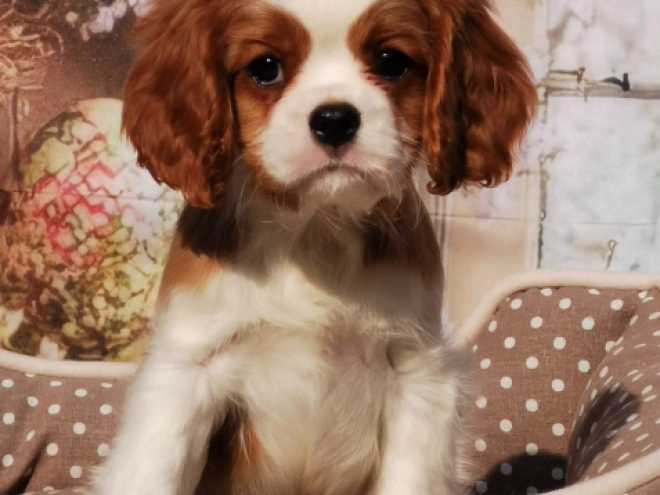Perros Cavalier King Charles en venta