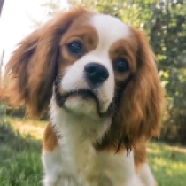Dunken, blenheim Cavalier King Charles en venta