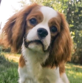 Perros Cavalier King Charles en venta