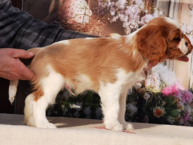 Perros Cavalier King Charles en venta