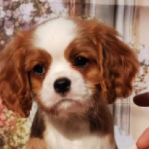 Perros Cavalier King Charles en venta
