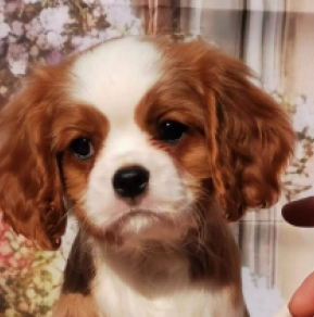 Perros Cavalier King Charles en venta