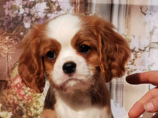 Perros Cavalier King Charles en venta