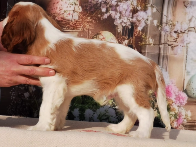 Perros Cavalier King Charles en venta
