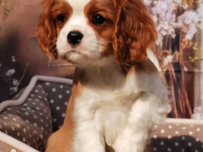 Perros Cavalier King Charles en venta