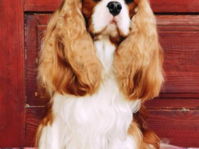 Perros Cavalier King Charles en venta