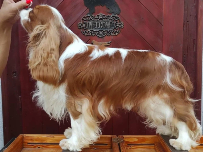 Perros Cavalier King Charles en venta