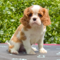 Hanga, blenheim Cavalier King Charles Spaniel for sale
