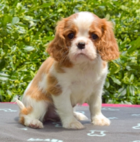 Perros Cavalier King Charles Spaniel en venta
