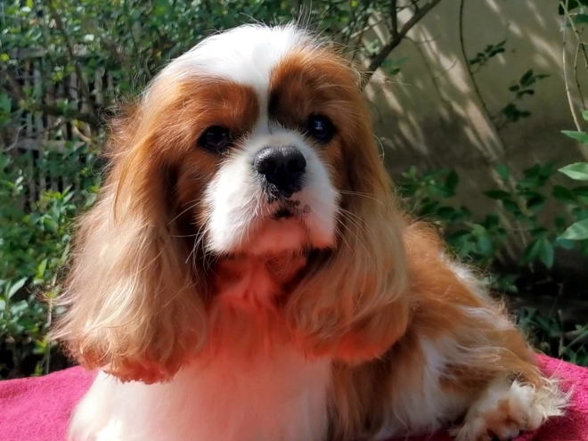 Cavalier King Charles Spaniel puppy for sale