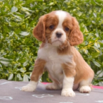 Irina, blenheim Cavalier King Charles Spaniel for sale