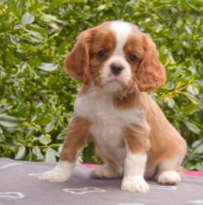 Perros Cavalier King Charles Spaniel en venta