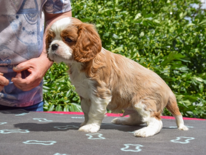Cavalier King Charles Spaniel puppy for sale