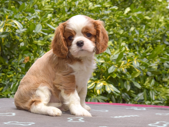 Cavalier King Charles Spaniel puppy for sale