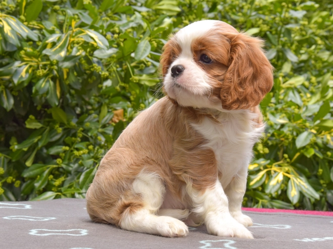 Cavalier King Charles Spaniel puppy for sale