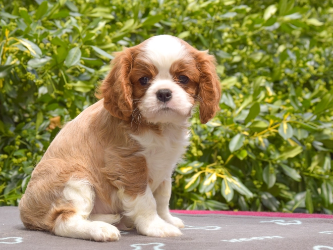 Cavalier King Charles Spaniel puppy for sale