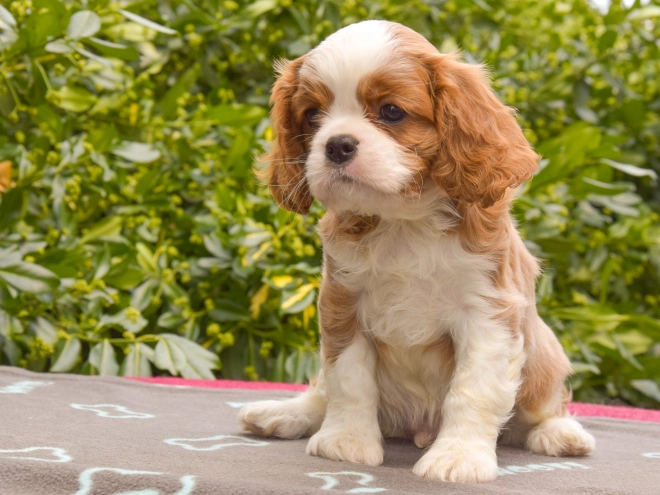 Cavalier King Charles Spaniel puppy for sale