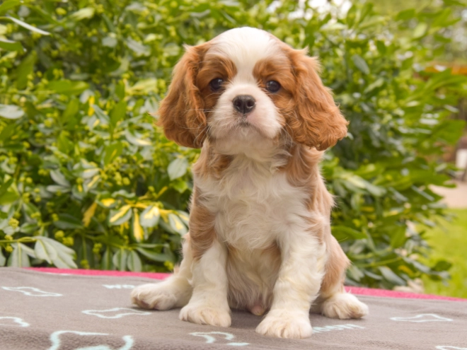 Cavalier King Charles Spaniel puppy for sale