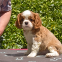 Ince, blenheim Cavalier King Charles Spaniel for sale