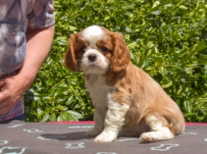 Cavalier King Charles Spaniel puppy for sale
