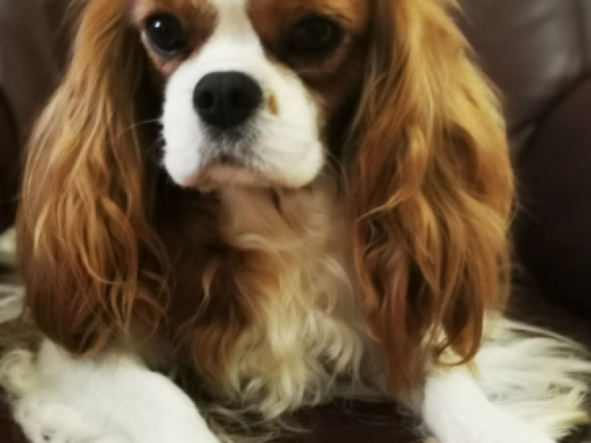 Cavalier King Charles Spaniel puppy for sale