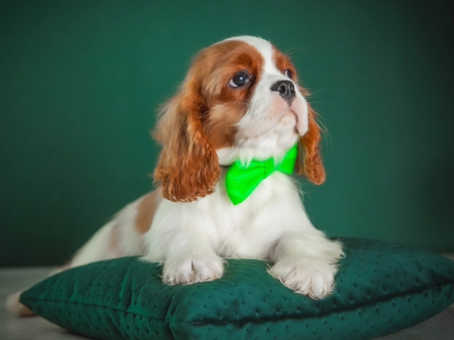 Perros Cavalier King Charles en venta