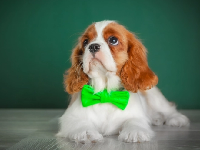 Perros Cavalier King Charles en venta