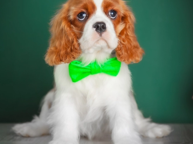 Perros Cavalier King Charles en venta