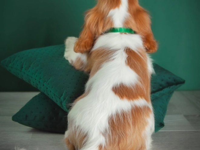 Perros Cavalier King Charles en venta