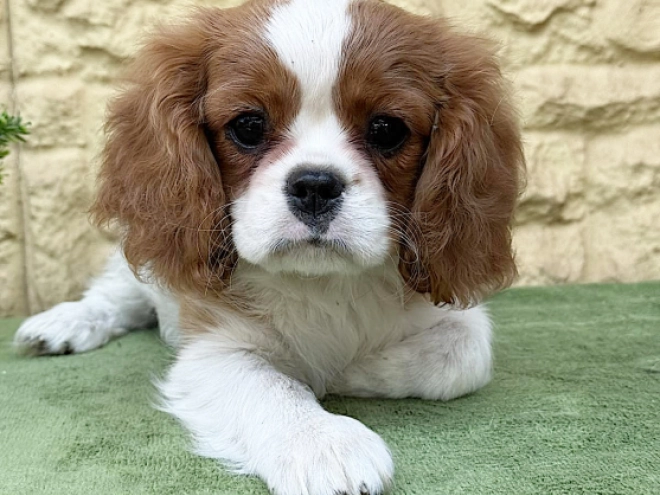 Cavalier King Charles Spaniel Welpe kaufen